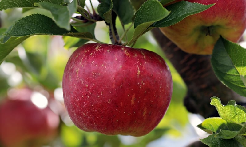Fruit-bearing Trees